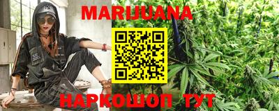 сатива Новозыбков